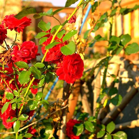 Casa Maria Daire Cincu Dış mekan fotoğraf