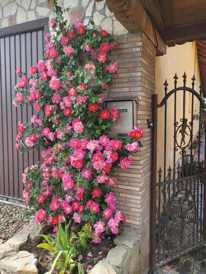 Casa Maria Daire Cincu Dış mekan fotoğraf