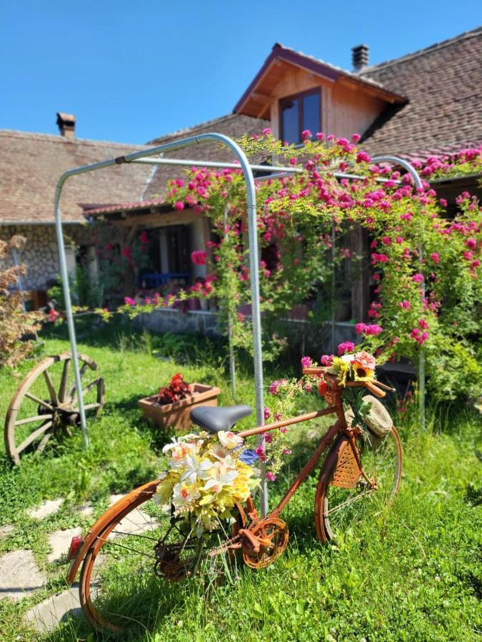 Casa Maria Daire Cincu Dış mekan fotoğraf