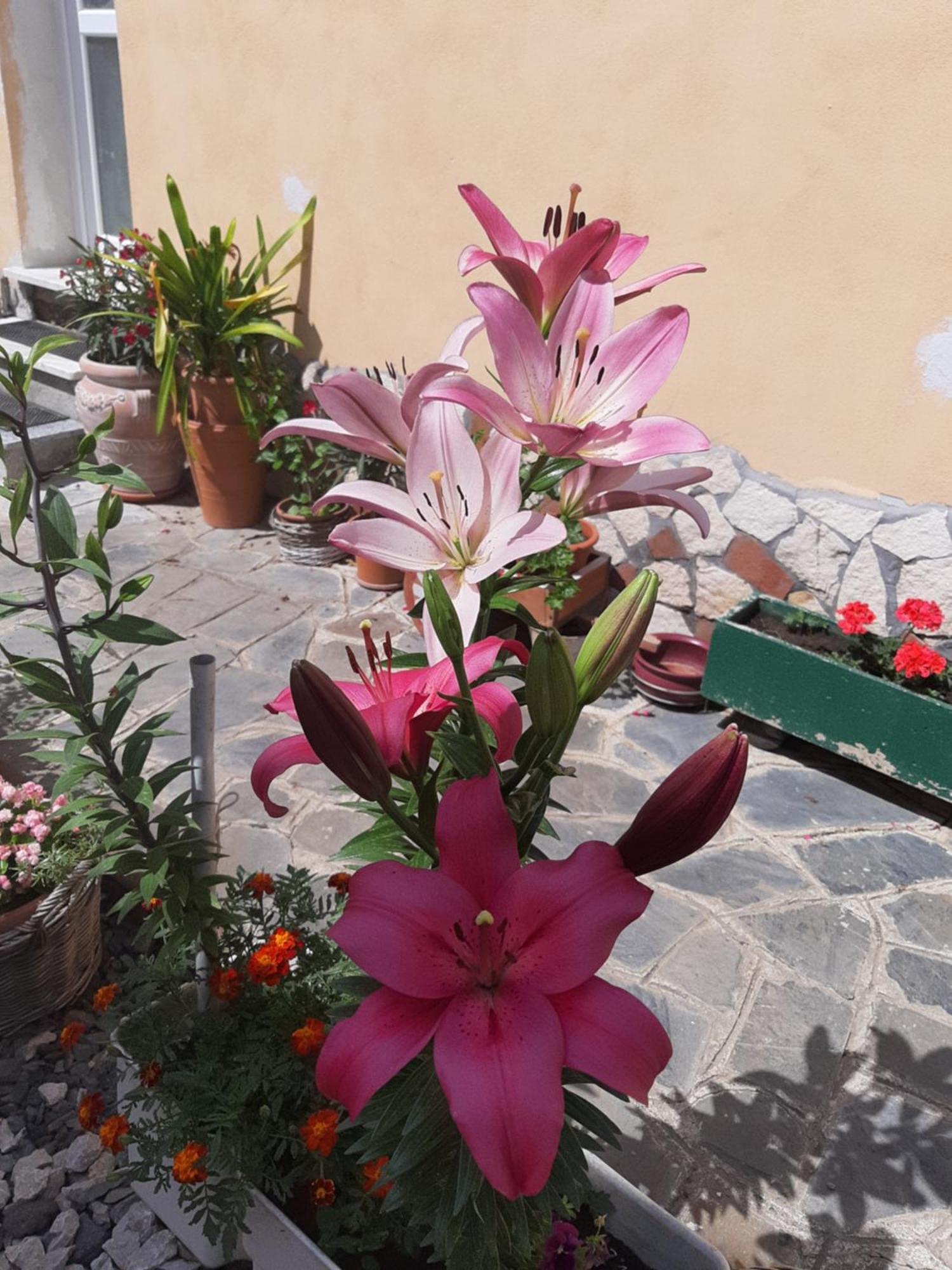 Casa Maria Daire Cincu Dış mekan fotoğraf