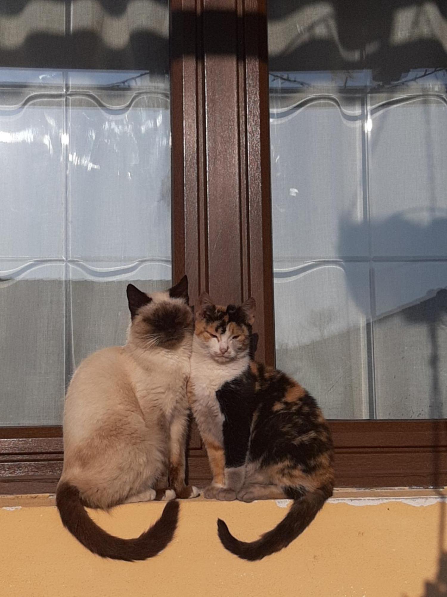 Casa Maria Daire Cincu Dış mekan fotoğraf