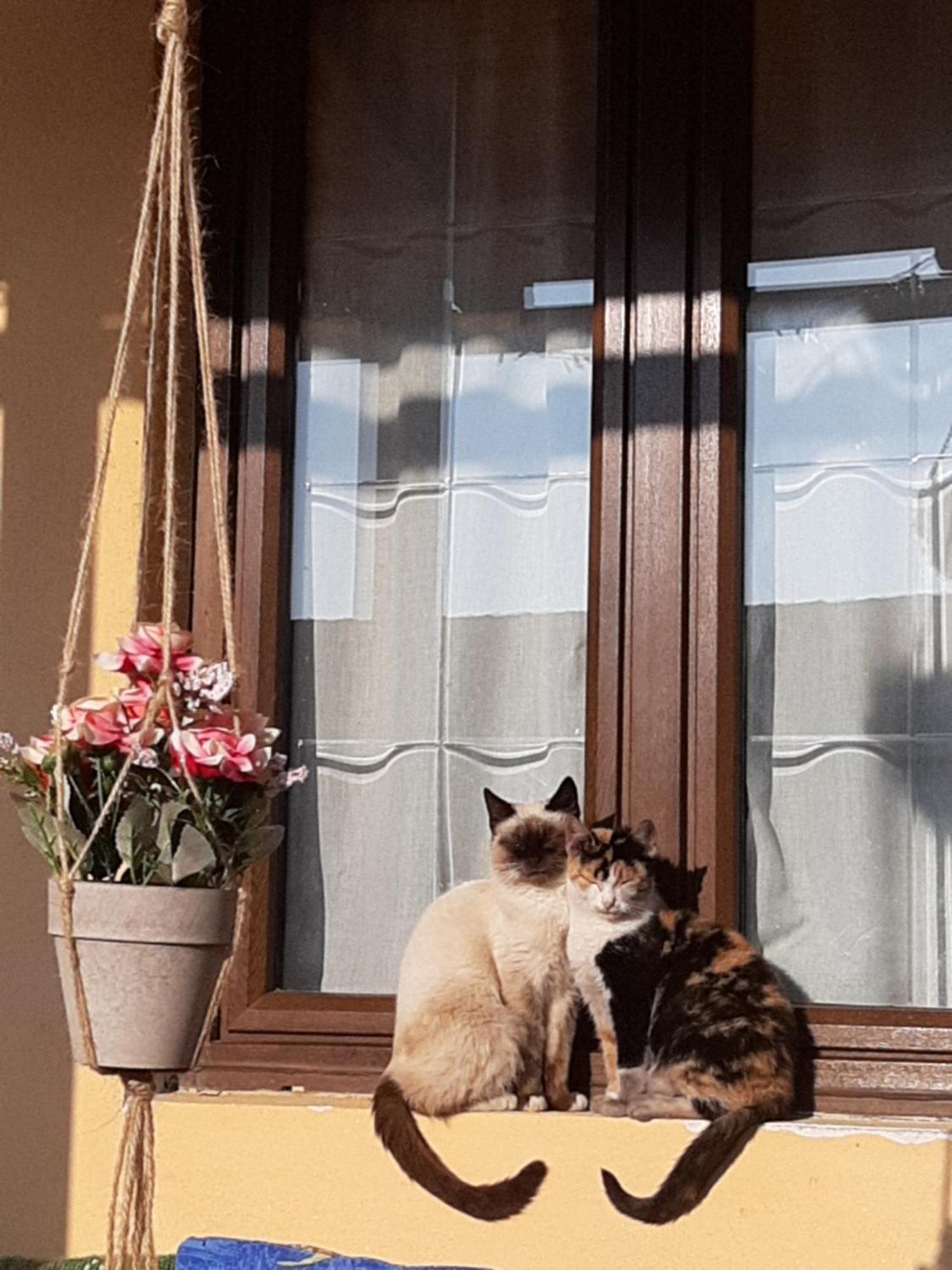 Casa Maria Daire Cincu Dış mekan fotoğraf